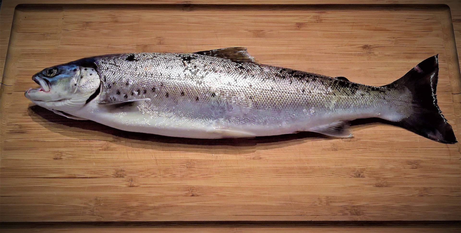 Mäta längden hos fiskar