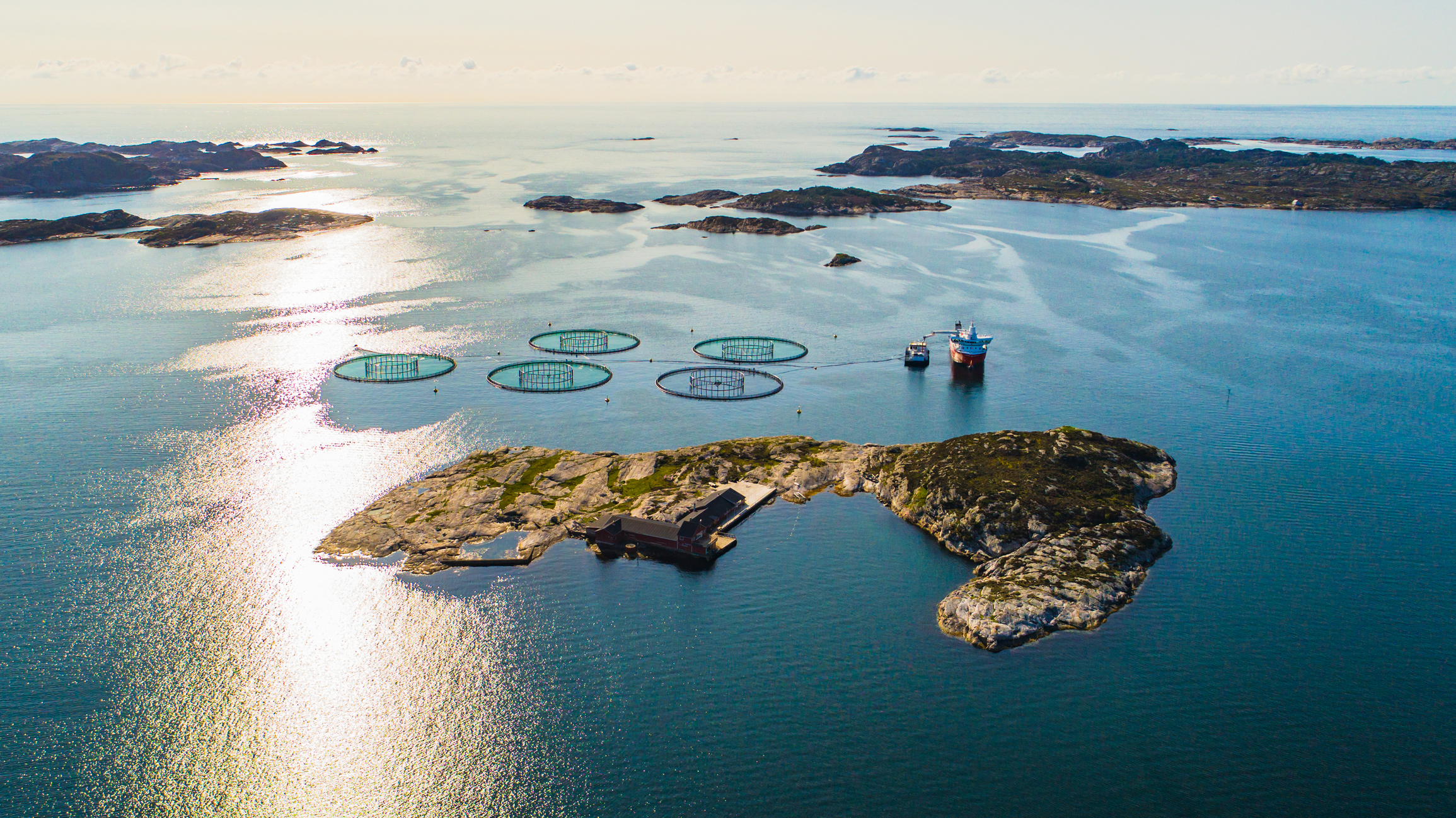 Havsöring, insjööring och bäcköring